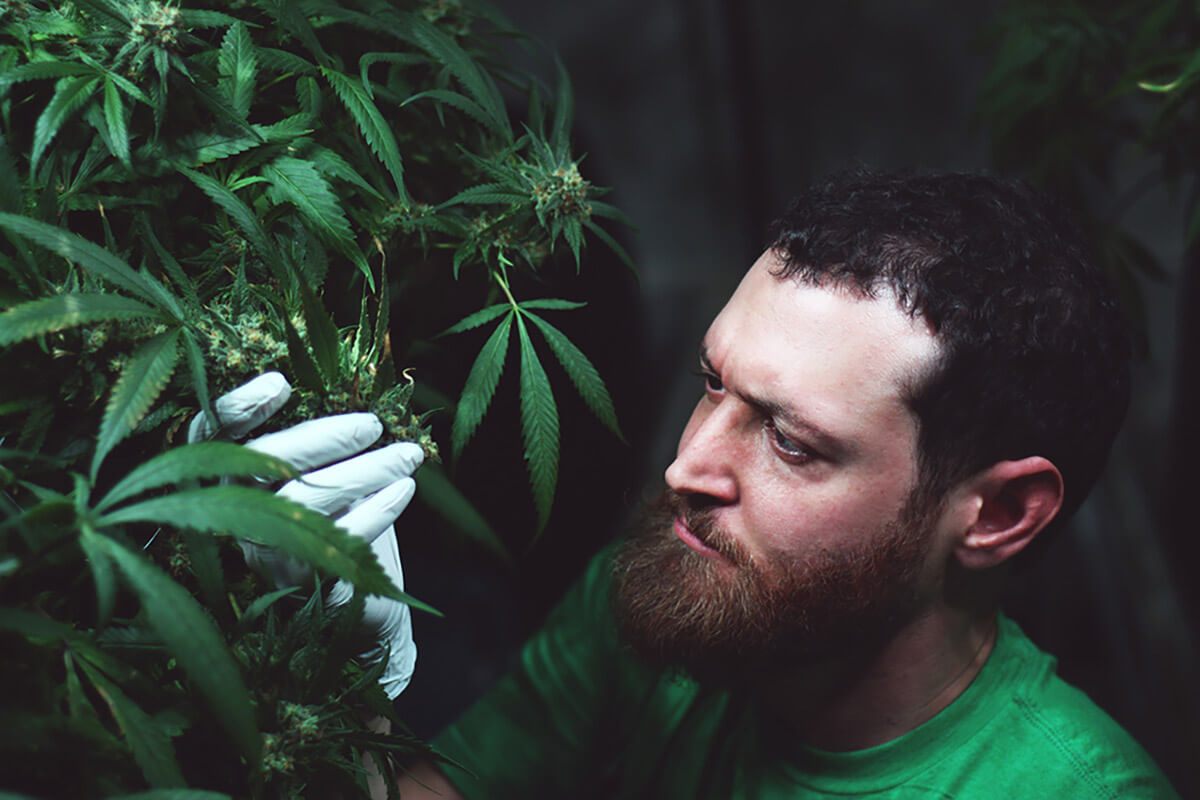 Cannabis Farms We Love - AlpinStash - Goldleaf