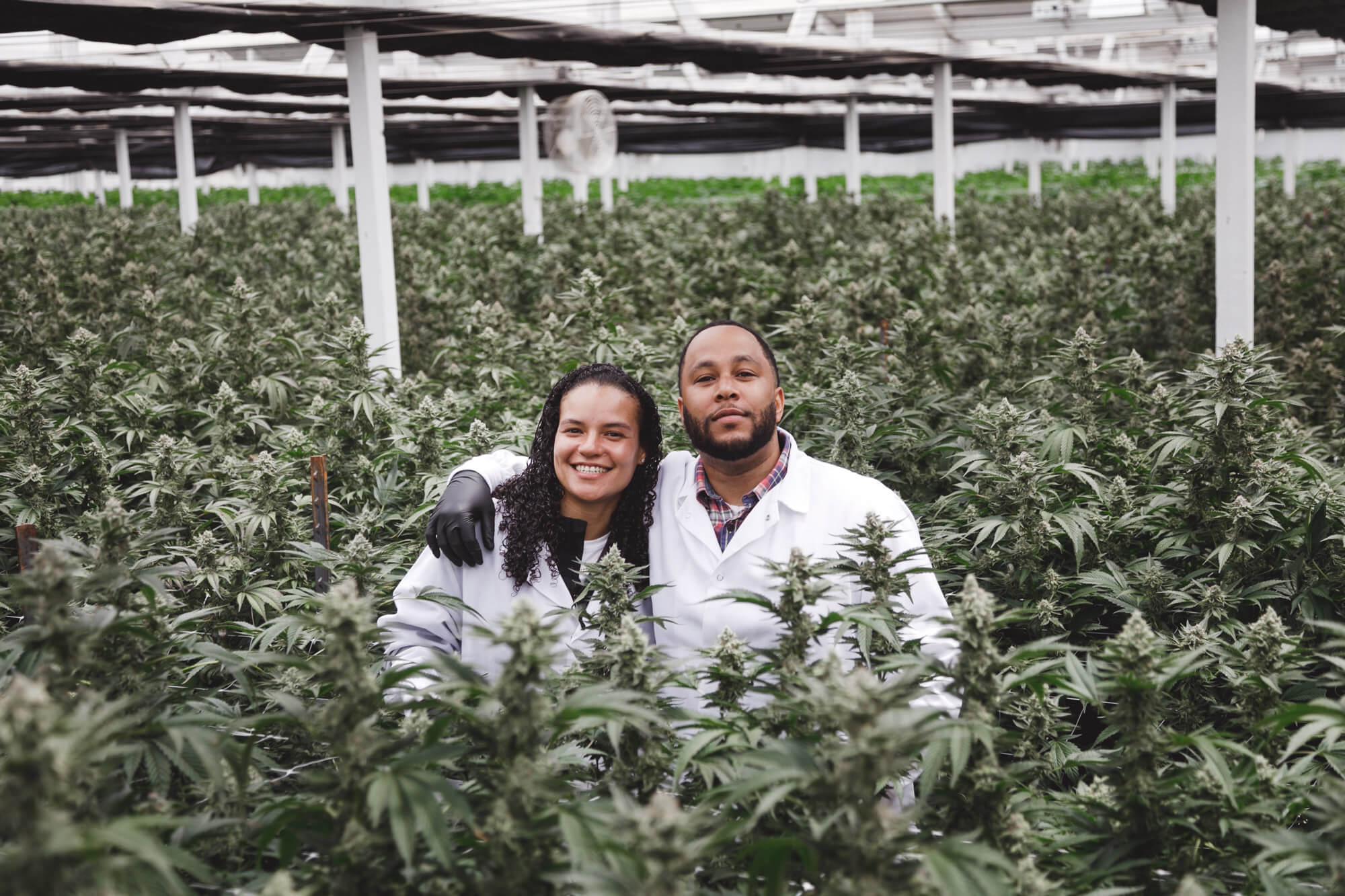 Cannabis Farms We Love - MD Farms - Goldleaf