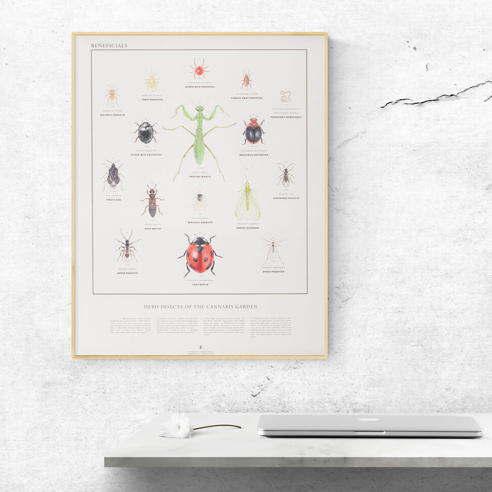Beneficial Insects infographic print by Goldleaf