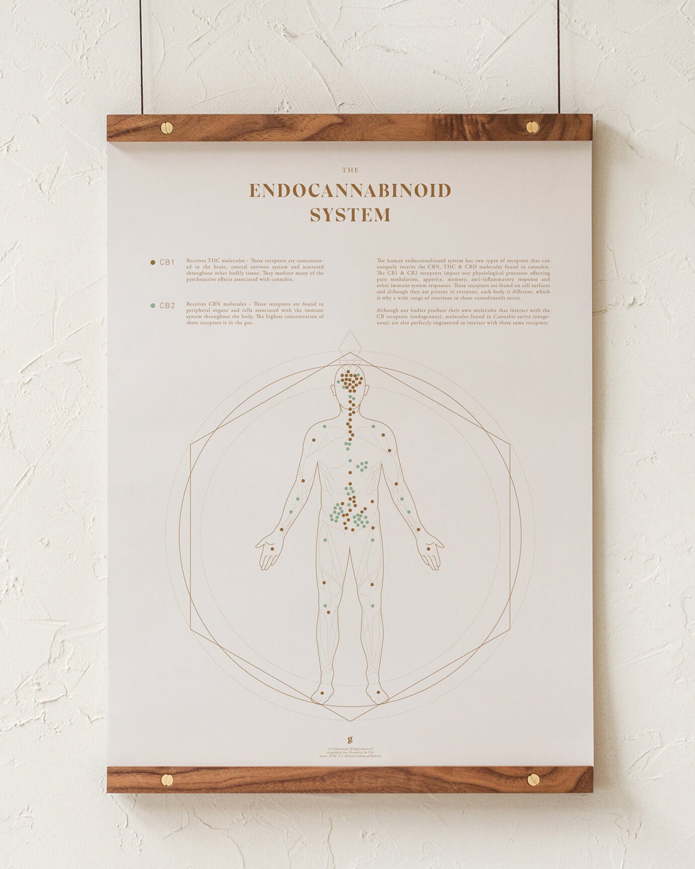 Endocannabinoid System Art Print