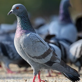 Pigeon