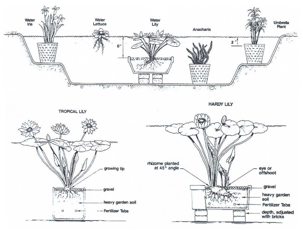 Water Lilies & Aquatic Pond Plants Planting Instruction