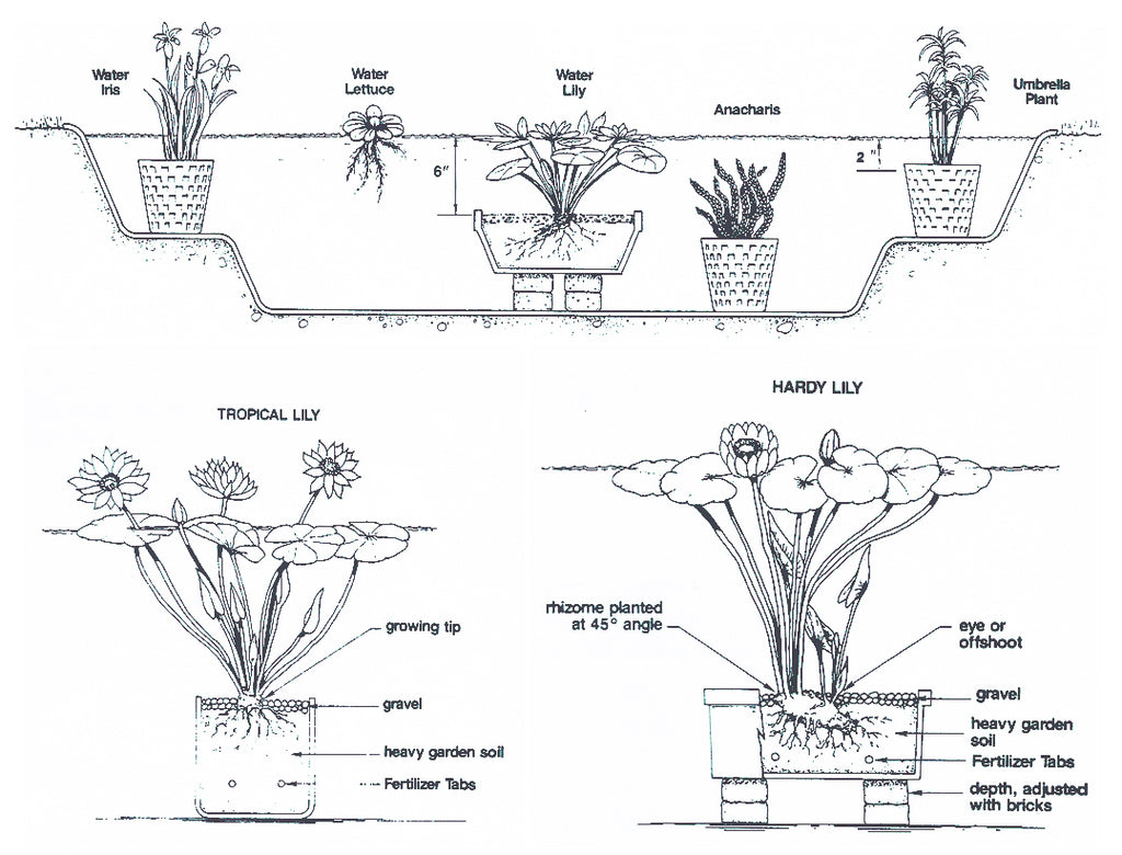 Water Lilies & Aquatic Pond Plants Planting Instructions