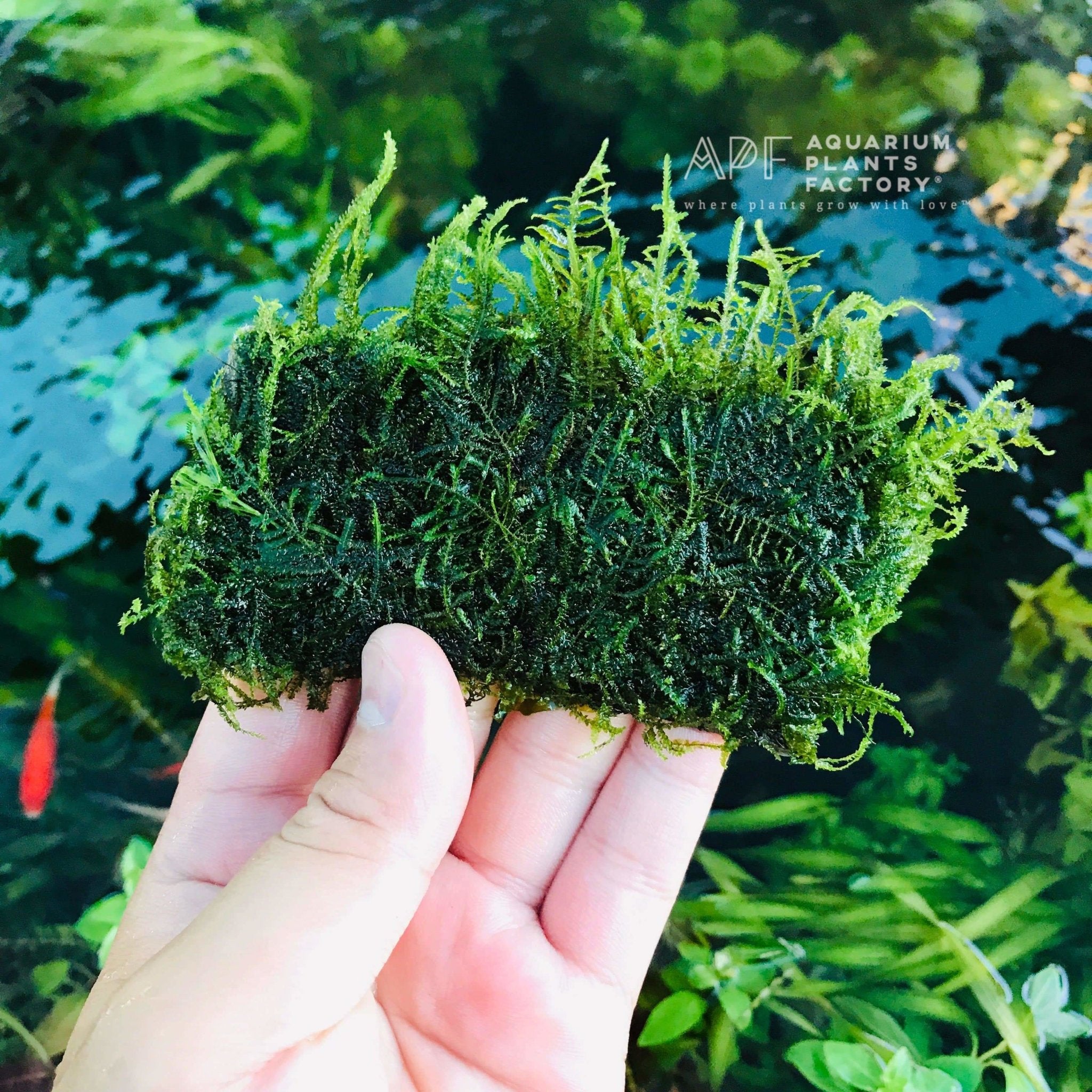 Moss on Handmade Pad | Aquarium Plants Factory®