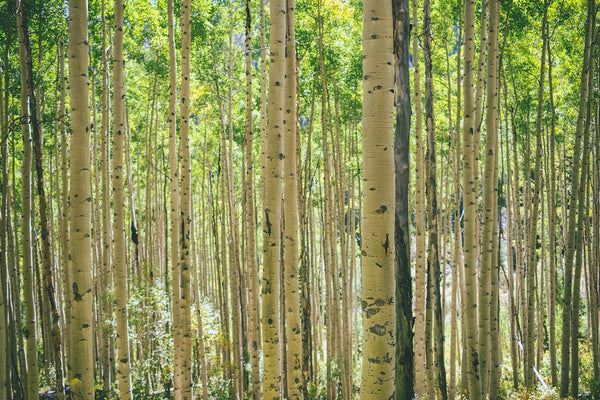 the trunks of a group of aspen bark trees in a forest