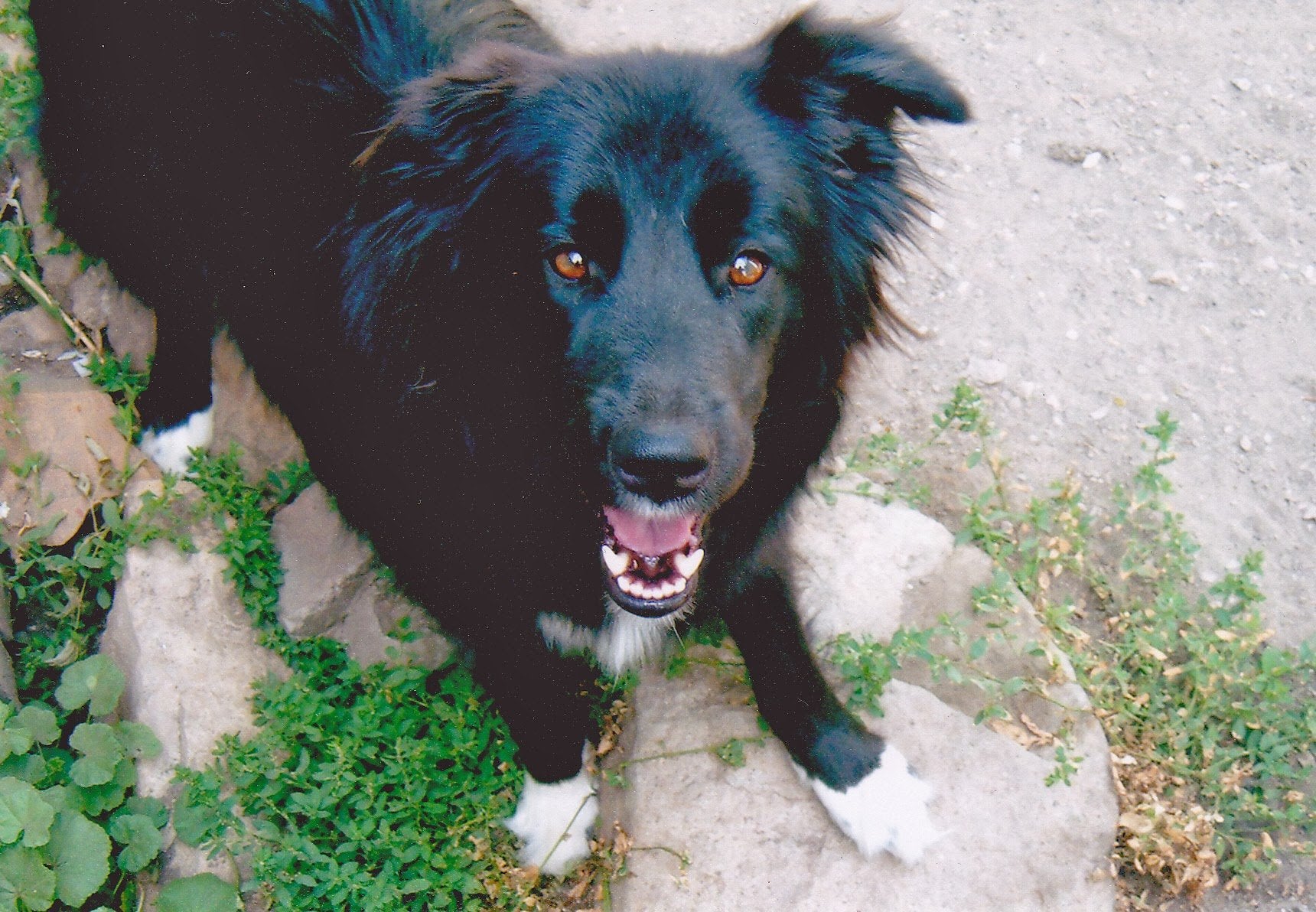 Augie