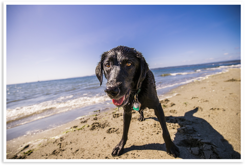 Austin at the beach