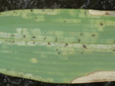 Bamboo mites