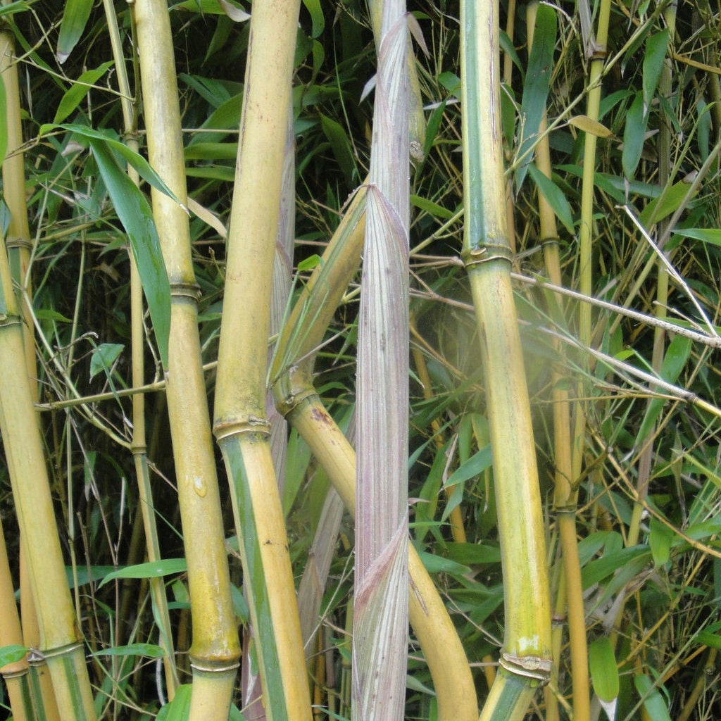 Buy Online Phyllostachys 'Spectabilis' Bamboo Plant For Your Garden