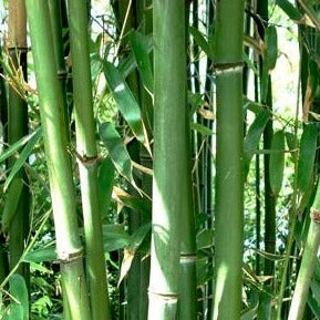 bamboo phyllostachys water plant amazon plants live purpurata food garden grass dp indoor