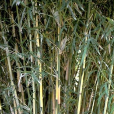 Buy Online Thamnocalamus Tessellatus Clump Bamboo Plant ForYour Garden