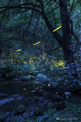 firefly experience nature immersion healing