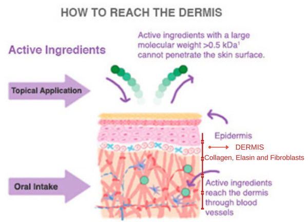 Oral-vs-topical-collagen