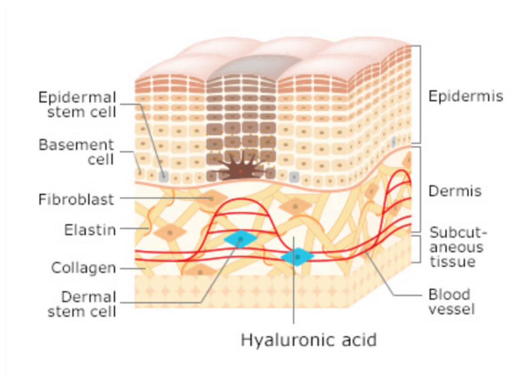 Hyaluronic acid supports collagen and skin