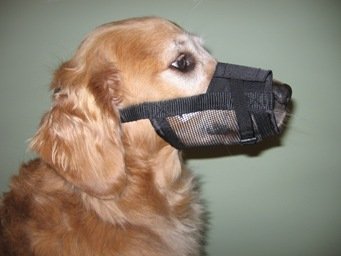 grooming muzzle