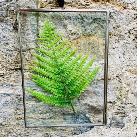 pressed flower leaves in frames