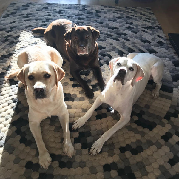 3 BEAUTIFUL BIG DOGS READY FOR A WALK