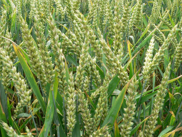 wheatgerm field