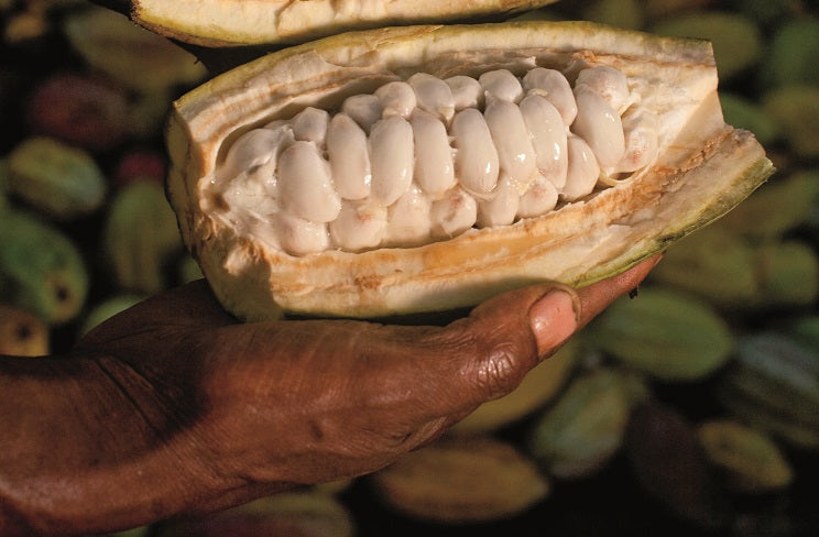 geöffnete Kakaofrucht