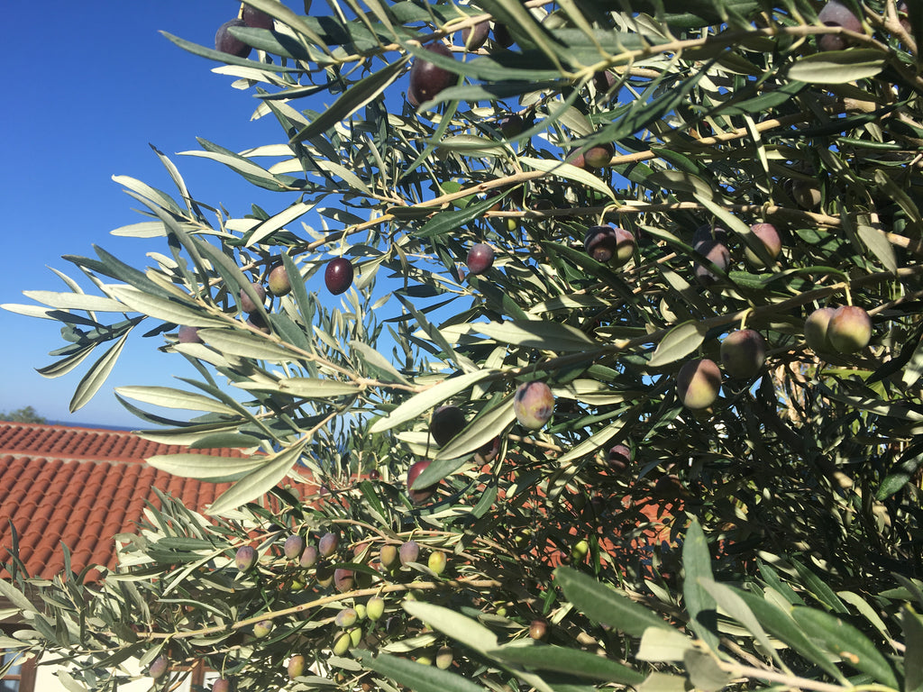Olivenbaum bei der Ernte