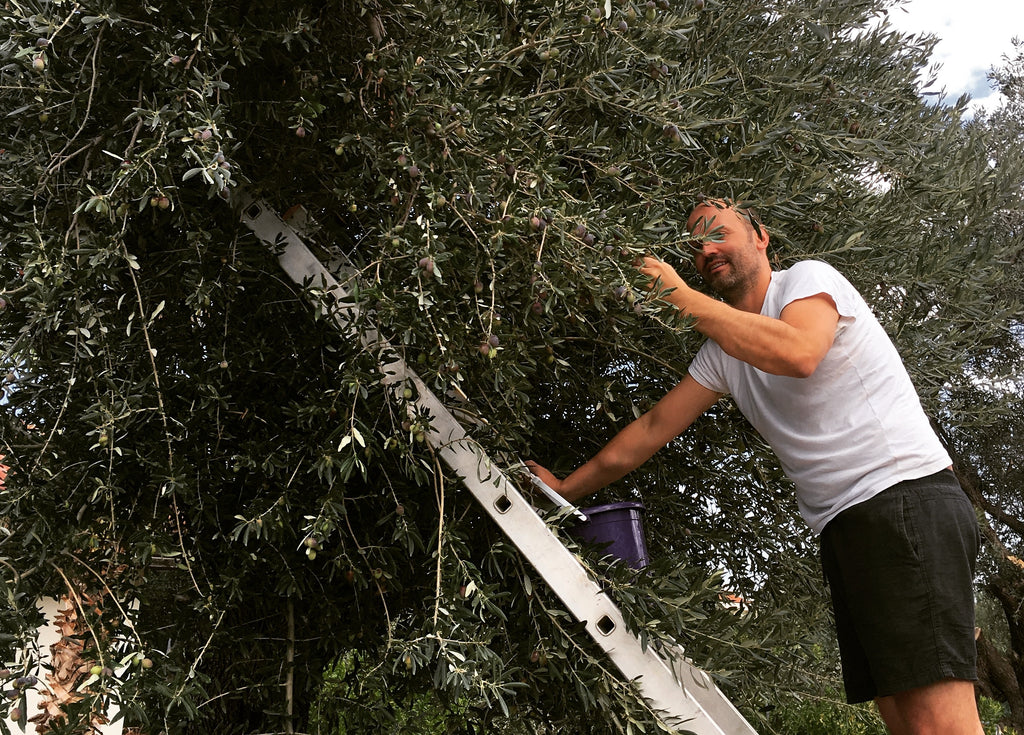 Olivenernte per Hand
