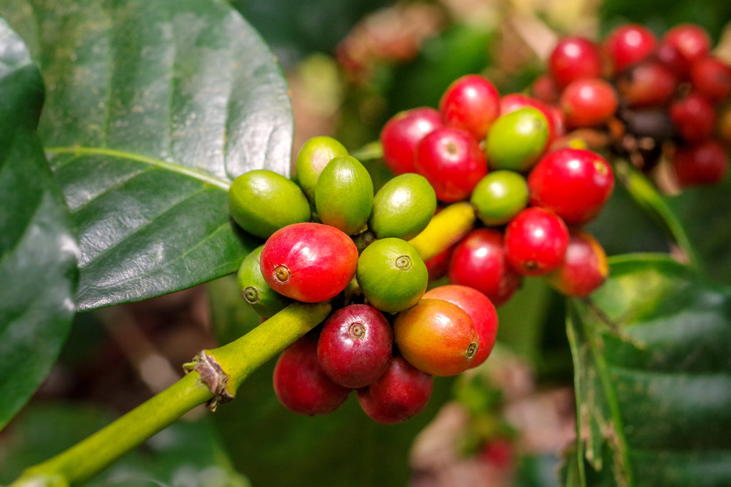 Kaffeefrucht oder Kaffeekirschen am Baum 