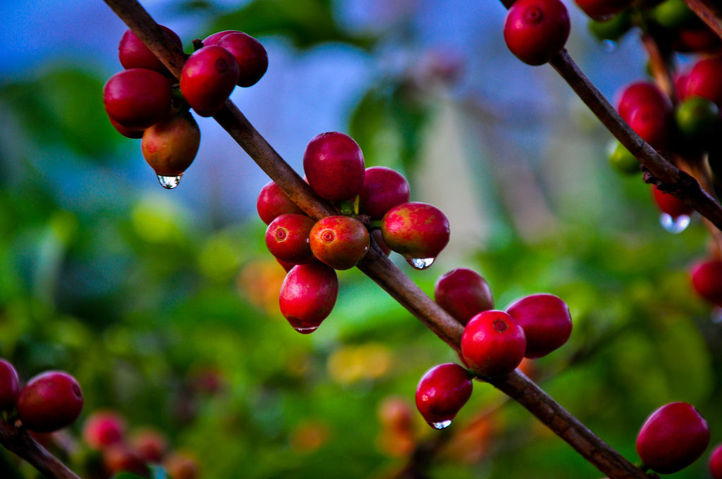 Strauch mit Kaffeekirschen