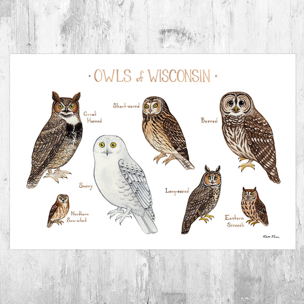 Wisconsin Owls Field Guide Art Print – Kate Dolamore Art