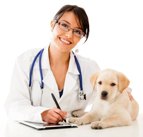 Using Inductel Medical Dictionary, doctor with pup