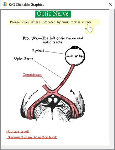 Inductel Microlibrary medical dictionary image of optic nerve.