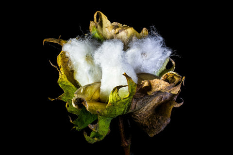 Organic Cotton - TheProudLondon
