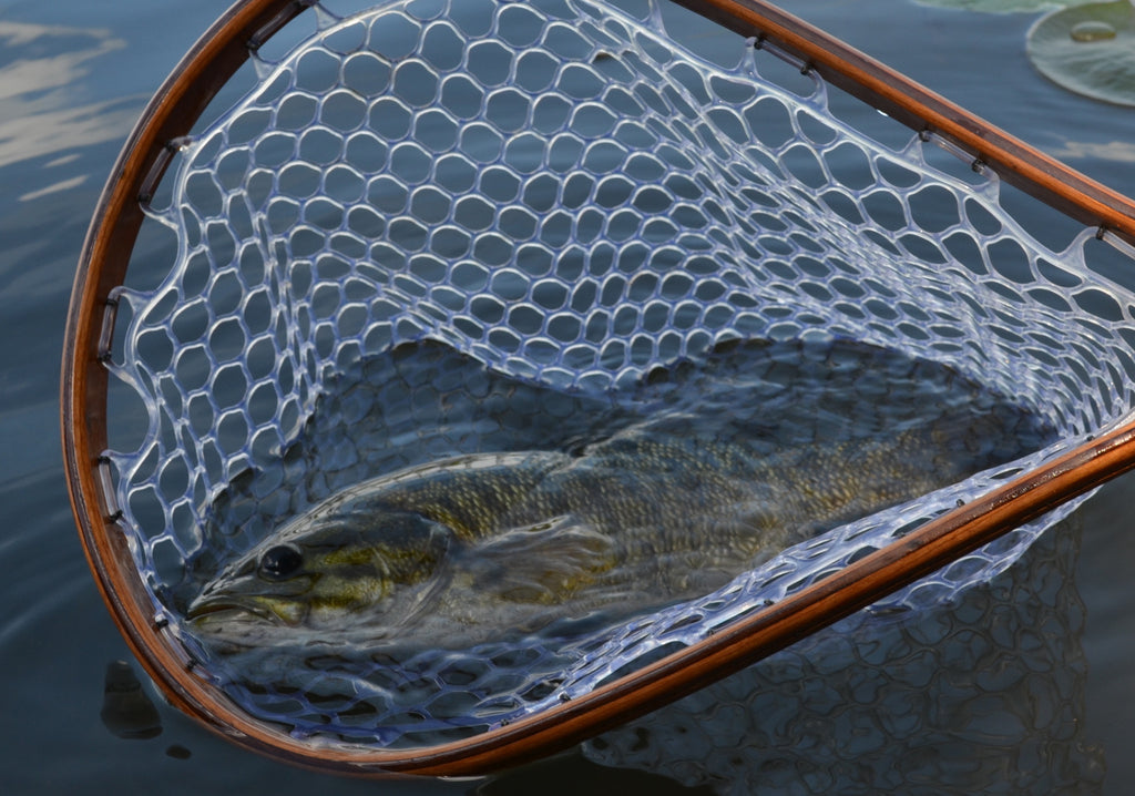 Fish in net. Tailwater Outdoors premium quality classic style fishing nets, handmade from high quality woods. Ideal for all fishing and outdoor enthusiasts.
