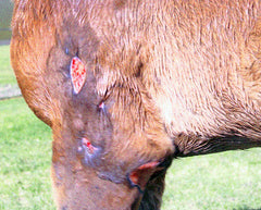 Animal Wound Care | May 16, 2005