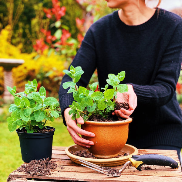 Grow your own garnish