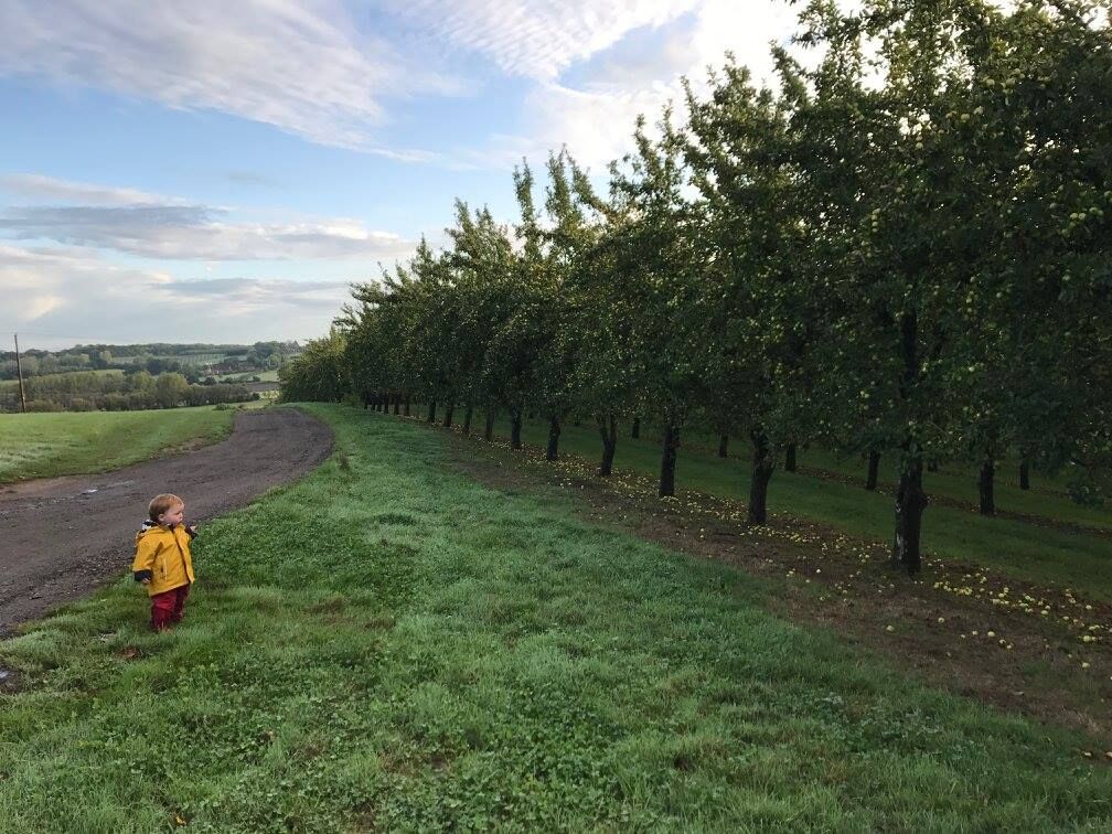 The apple orchard at the campsite