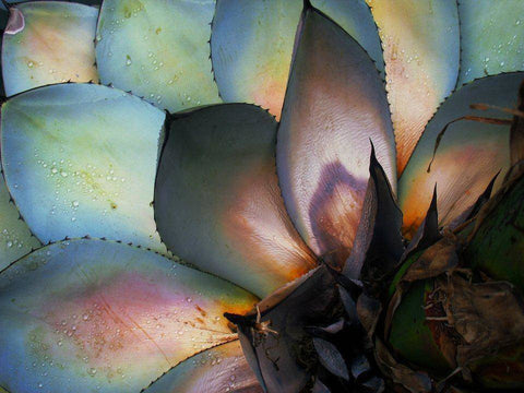 Agave Cactus