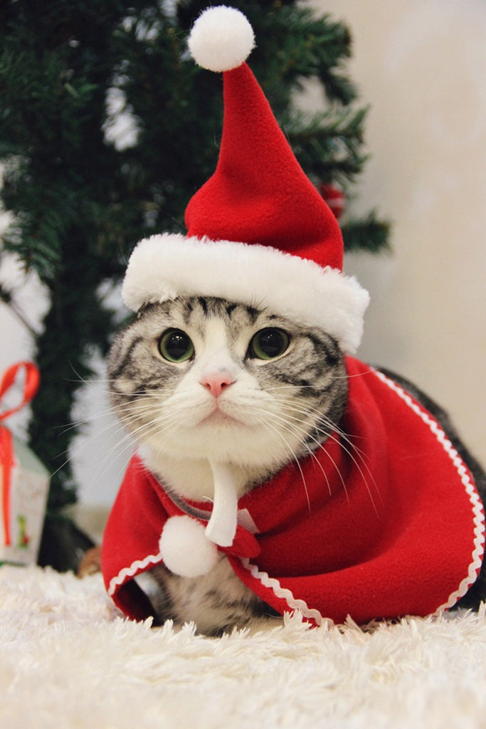 Cute Christmas Cat Hat And Neckerchief – Cats Love Life