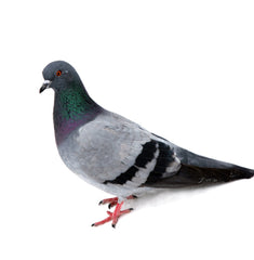 Pigeon