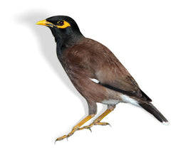 Myna Bird