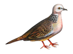 Spotted Turtle Dove