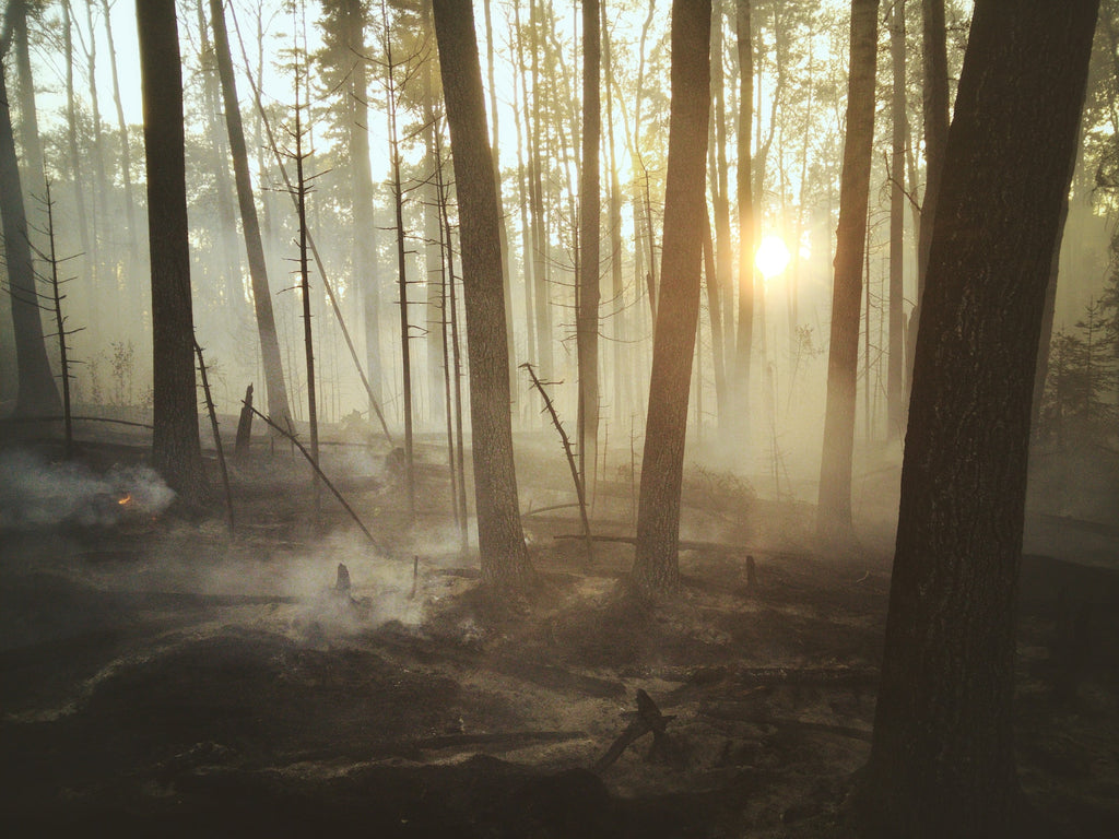 野火后的加拿大森林