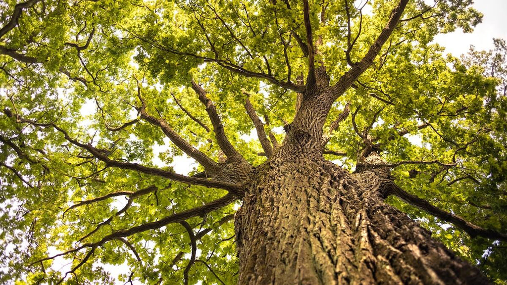 oak tree for hardwood furniture