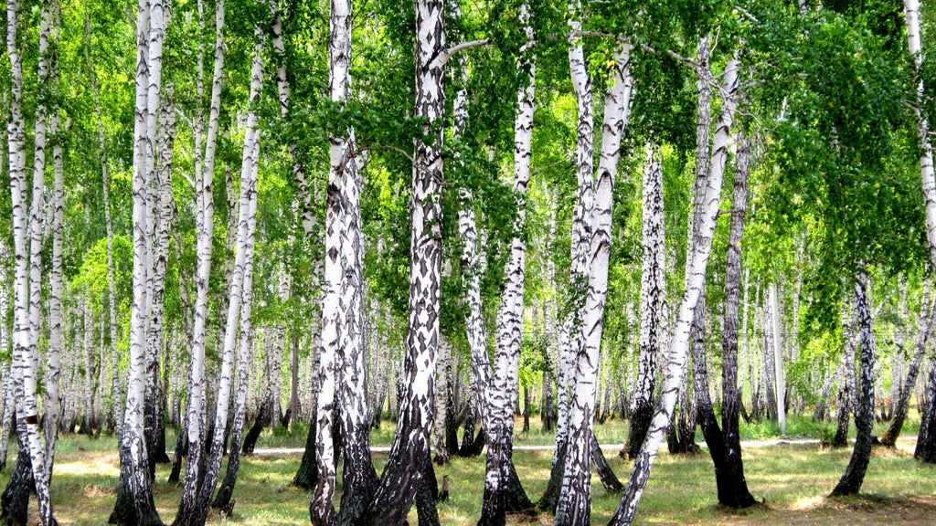 birch forest