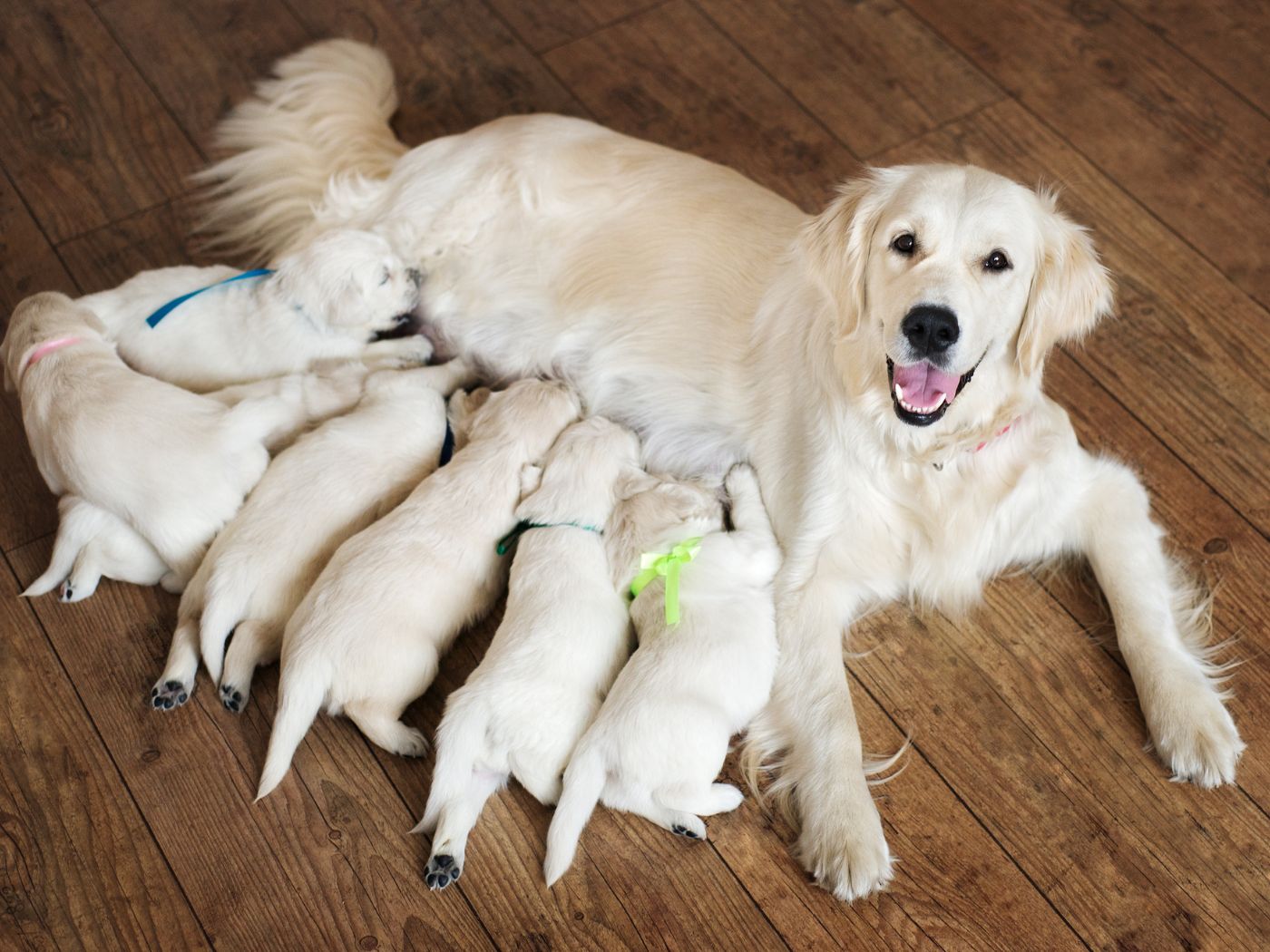 what should i feed my dog after she gives birth