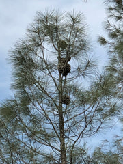 Gray Pine