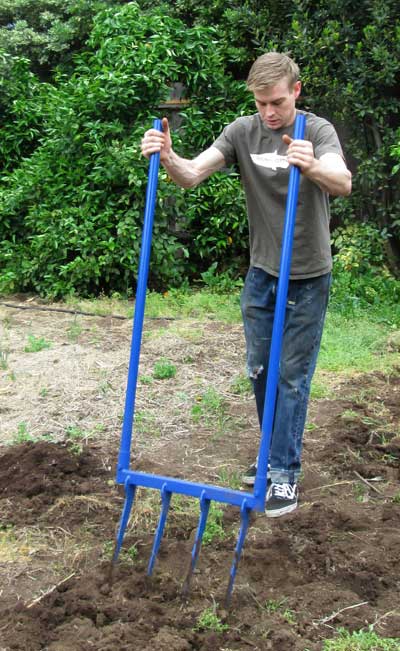 4 Tine steel broadfork in the garden.