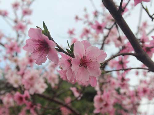 Peach Tree Blossoms