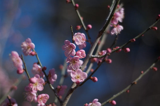 Pink Ume Apricot blossoms