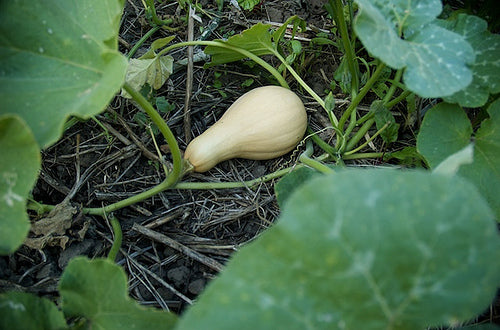 Butternut Squash ready to harvest