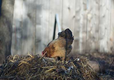 Chicken in the Garden